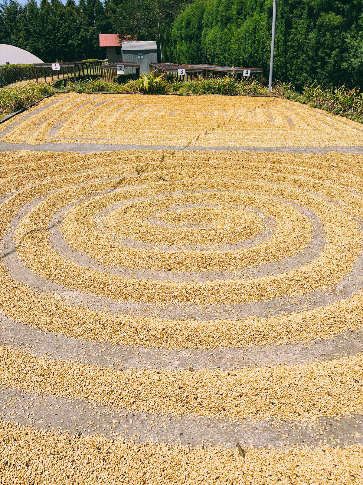 Coffee beans drying in circular patterns on a sunlit patio at a Costa Rican coffee farm