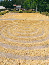 Coffee beans drying in circular patterns on a sunlit patio at a Costa Rican coffee farm