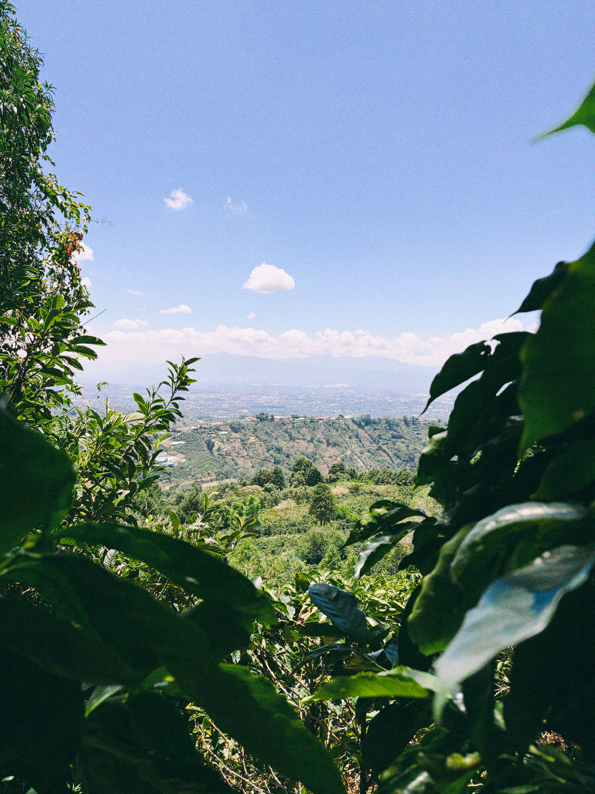View of Costa Rica's lush coffee-growing mountains during Broad Porch Coffee's farm sourcing trip