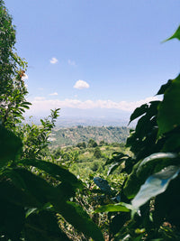 View of Costa Rica's lush coffee-growing mountains during Broad Porch Coffee's farm sourcing trip