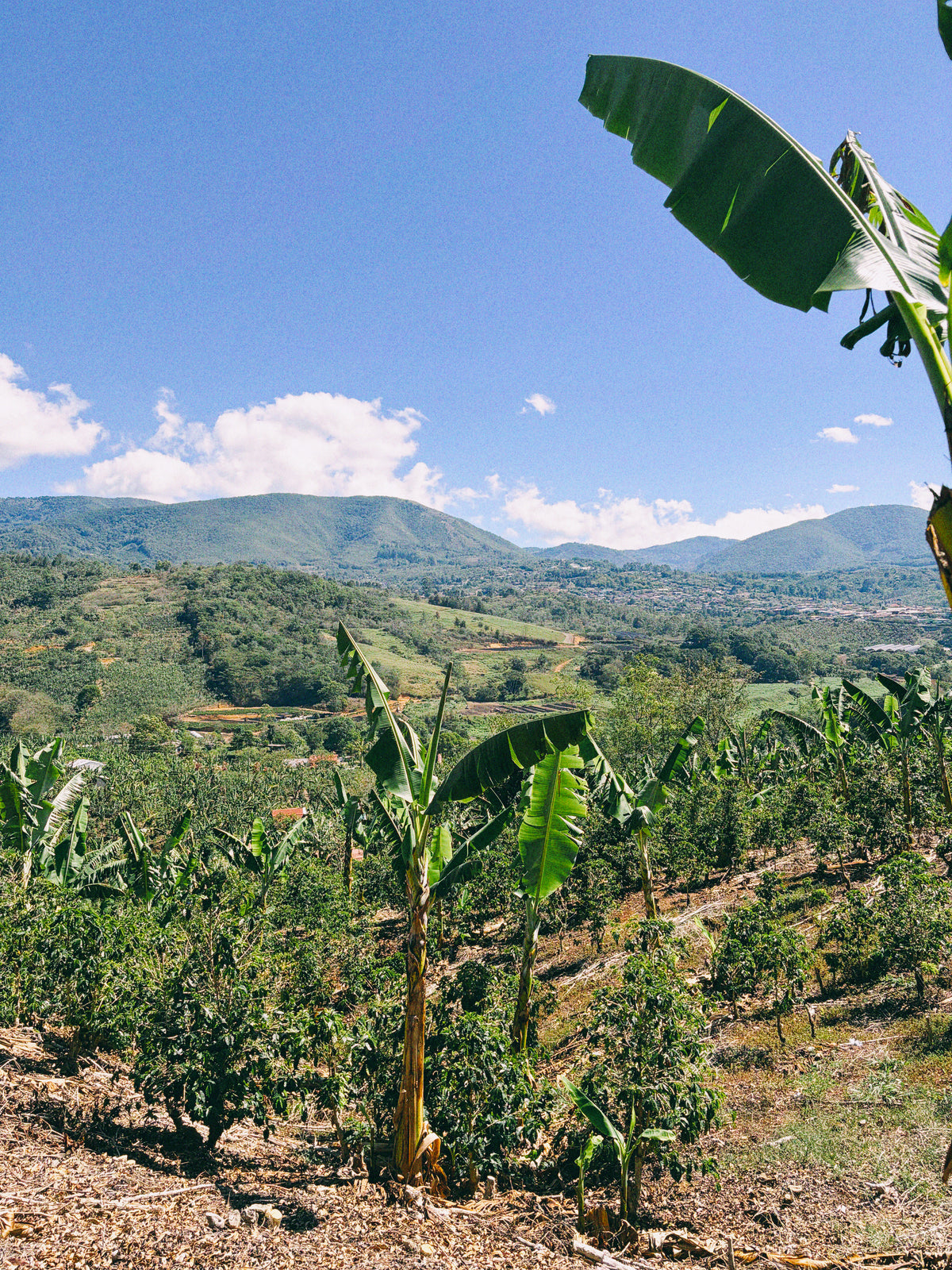 Lush green coffee-growing landscape and mountains in Costa Rica