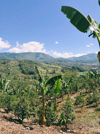 Lush green coffee-growing landscape and mountains in Costa Rica